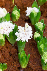 Young hyacinth flowers grow in the garden.
