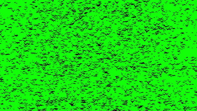 A duple flock of flying birds forms the witch flying on the Sabbath, green screen.