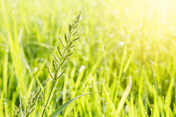 Grass flower and green natural background with flare