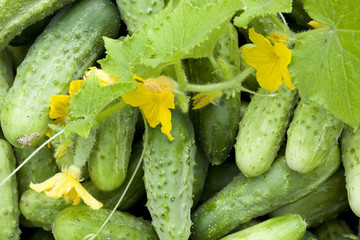 cucumbers