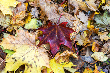 Herbstlaub