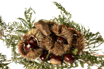 chestnut,autumn,food,organic,italy