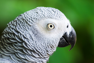 African gray parrot bird.