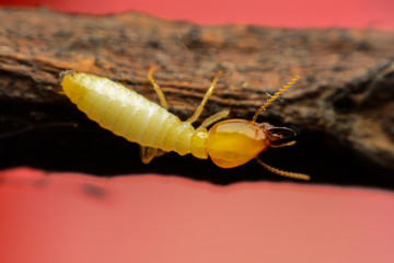 Termite