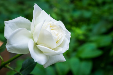 Beautiful white rose flower in a garden.