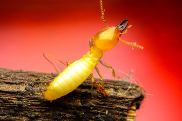 Termite