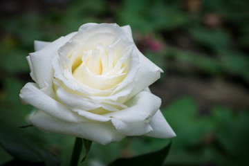Beautiful white rose flower in a garden.