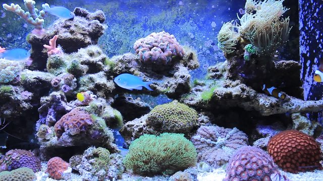 Coral reef aquarium HD scene