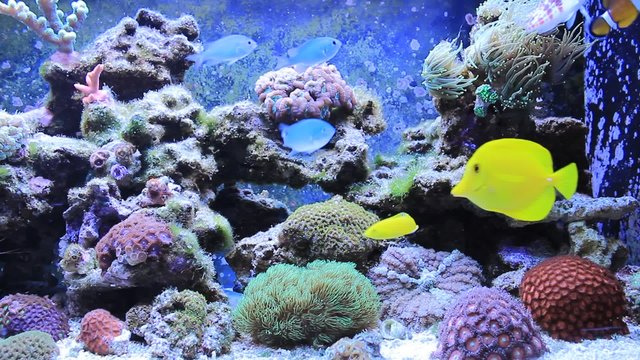 Marine fishes in coral reef aquarium