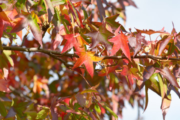 Bright vibrant color sweetgum tree (Liquidambar styraciflua) leaves