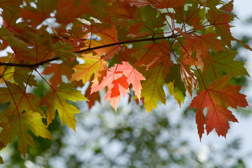 Bright vibrant color maple tree (acer) leaves in fall