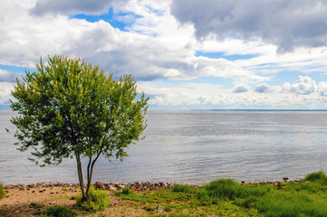 Fototapeta na wymiar Romantic inspired look, beautiful lonely tree on the banks of the river, magnificent nature, the distant horizon of the great lake. Big clouds over the water.