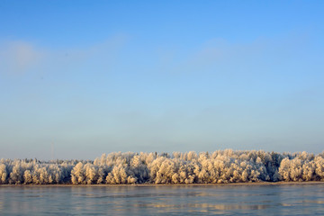 















Trees in hoarfrost, frost on the trees, the natural landscape in winter near the river, a beautiful panorama of the winter forest and the river.