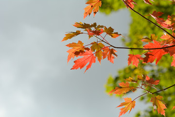 Bright vibrant color maple tree (acer) leaves in fall