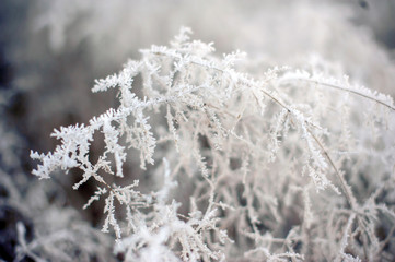 Rime, in Winter forest, frost on the trees, the natural landscape in winter, a beautiful panorama of the winter forest. Frozen trees and river under the ice. Trees in hoarfrost, snowy lace of ice.