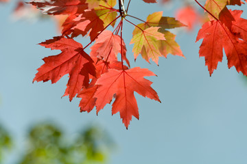 Bright vibrant color maple tree (acer) leaves in fall