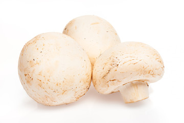 Three fresh champignon mushrooms isolated on white background. Clipping path included