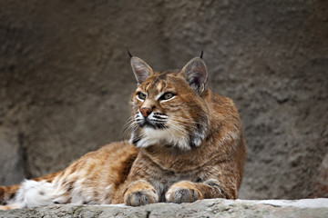 Fototapeta premium lynx lying on the stone