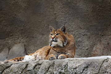 Obraz premium lynx lying on the stone