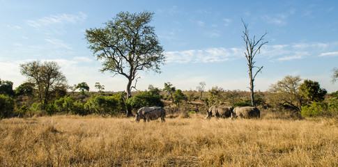 Fototapeta premium Rinoceronti, savana, safari, Kruger Park - Sudafrica