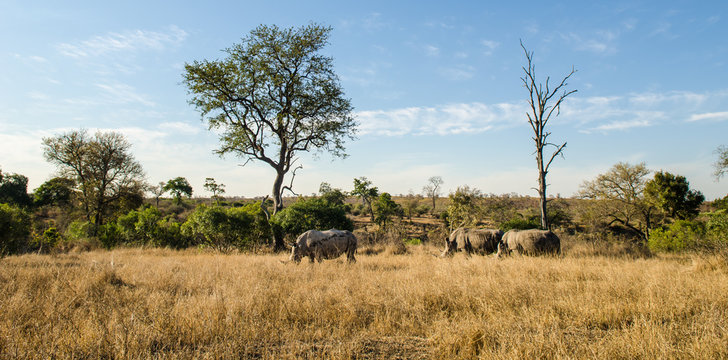 Rinoceronti, savana, safari, Kruger Park - Sudafrica
