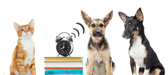 Back to School, alarm clock rings