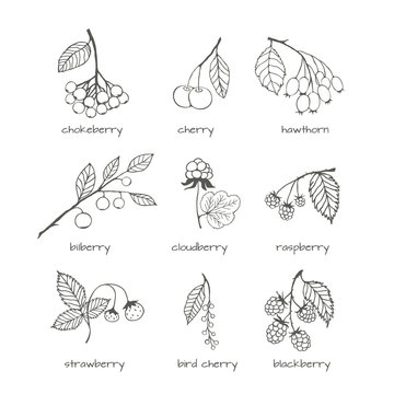 Set of garden and wild hand-drawn sketches berries