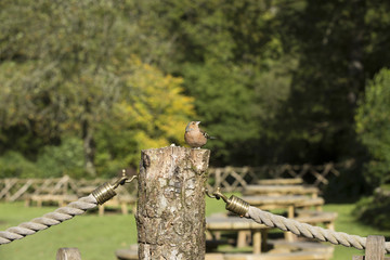 Small bird perched on a garden post