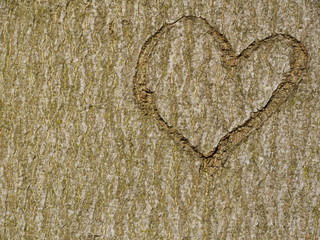 Obraz na płótnie Canvas heart carved in tree trunk