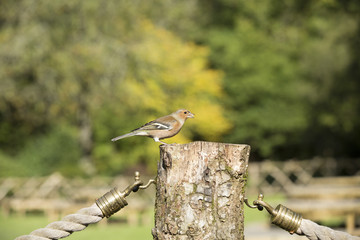 Small bird perched on a garden post
