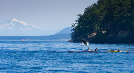 Jumping orca whale near canoeist