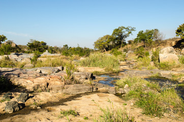 Paesaggio, safari, Kruger Park - Sudafrica