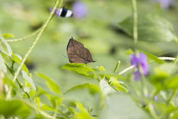 Butterfly on a green leaf