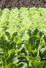 Naklejka premium Hydroponic vegetables for salad