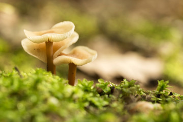 Fairy ring mushroom (Marasmius wynnei), macro ( selective focus ) - 94267074