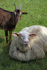 Ziege und Schaf