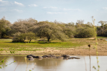 Ippopotami, safari, Kruger Park - Sudafrica