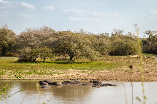 Ippopotami, safari, Kruger Park - Sudafrica