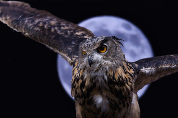 Owl in the night with moon background 