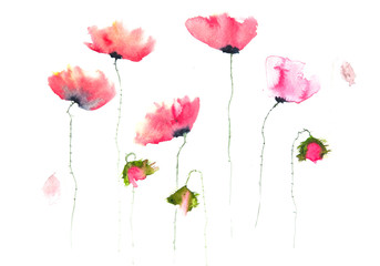 Beautiful poppy flowers on white, watercolor illustrator