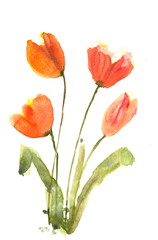 Tulip flowers on white, watercolor illustrator