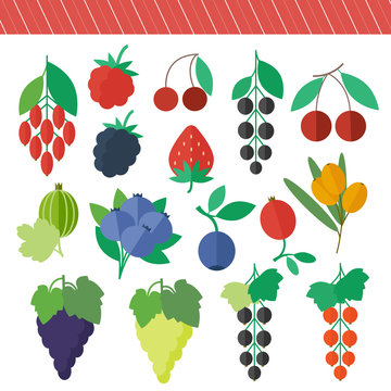 Berries vector elements set