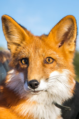 Fototapeta premium Beautiful red fox