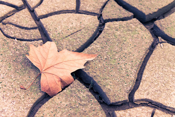 Isolated dry leaf on dry ground - concept image