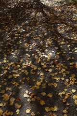 落ち葉と木の影