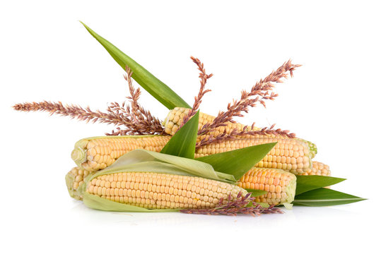 Corn in cobs
