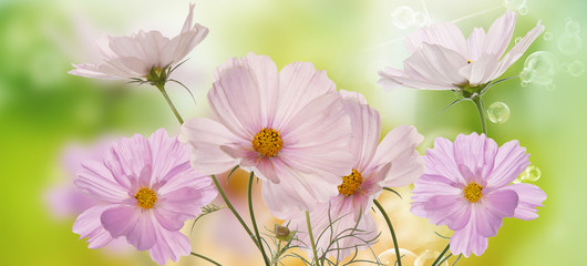 Beautiful flowers on abstract spring nature background
