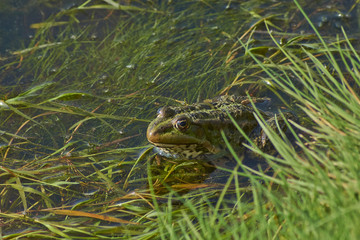 A frog resting on the lake.