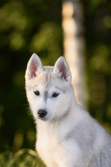 One Little cute puppy of Siberian husky 