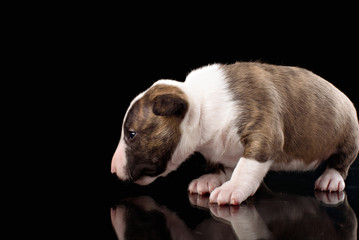 Bull Terrier puppy in decorated studio